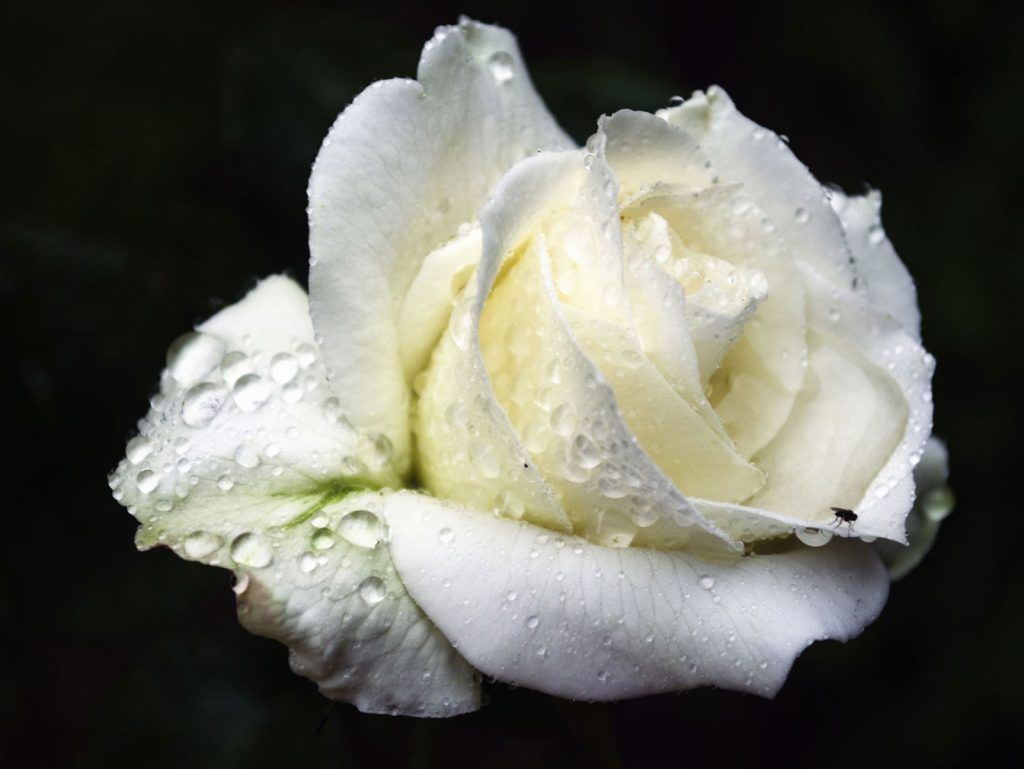 flores